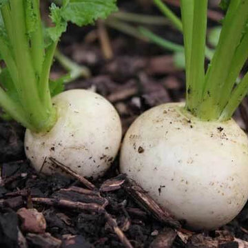 Turnip Seeds – Shogoin