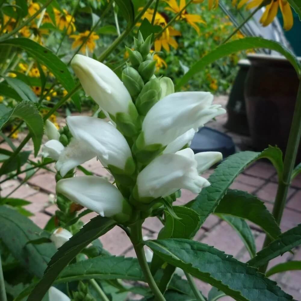 Turtlehead Seeds – Chelone glabra Native Wildflower