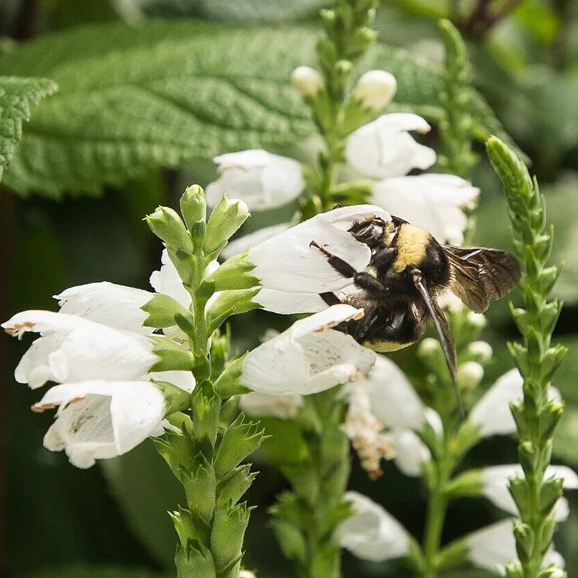 Turtlehead Seeds – Chelone glabra Native Wildflower