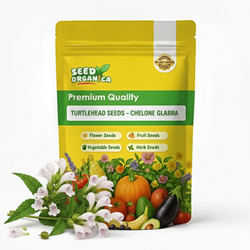 Turtlehead Seeds – Chelone glabra