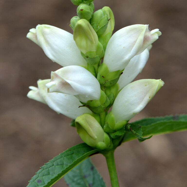 Turtlehead Seeds – Chelone glabra Native Wildflower