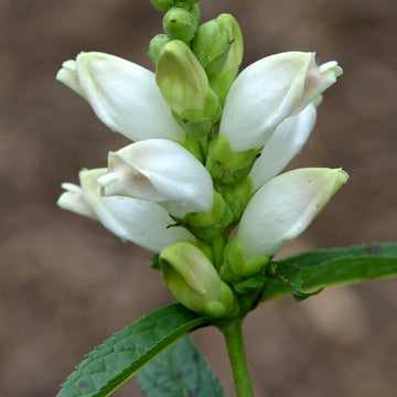 Turtlehead Seeds – Chelone glabra Native Wildflower