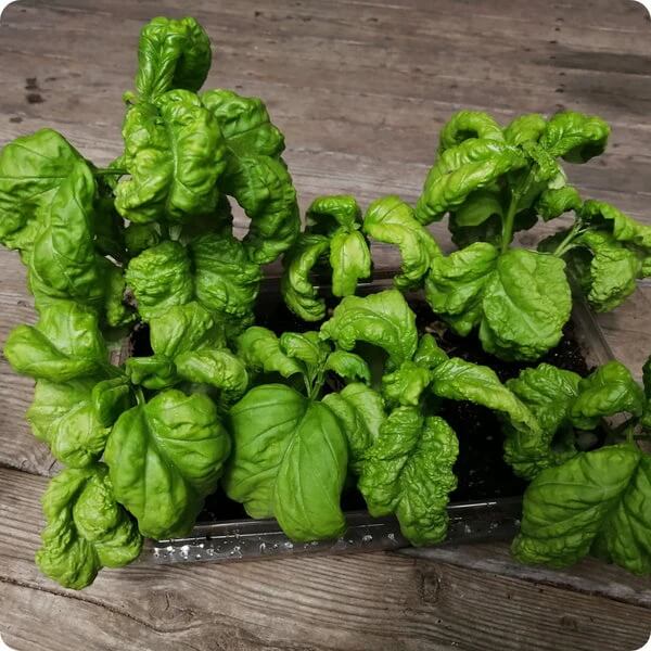 Tuscany Ocimum Basilicum Basil Seeds 