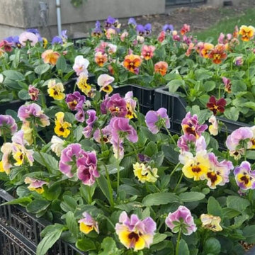 Cottage Essential Pansy Seeds – Flower Plant
