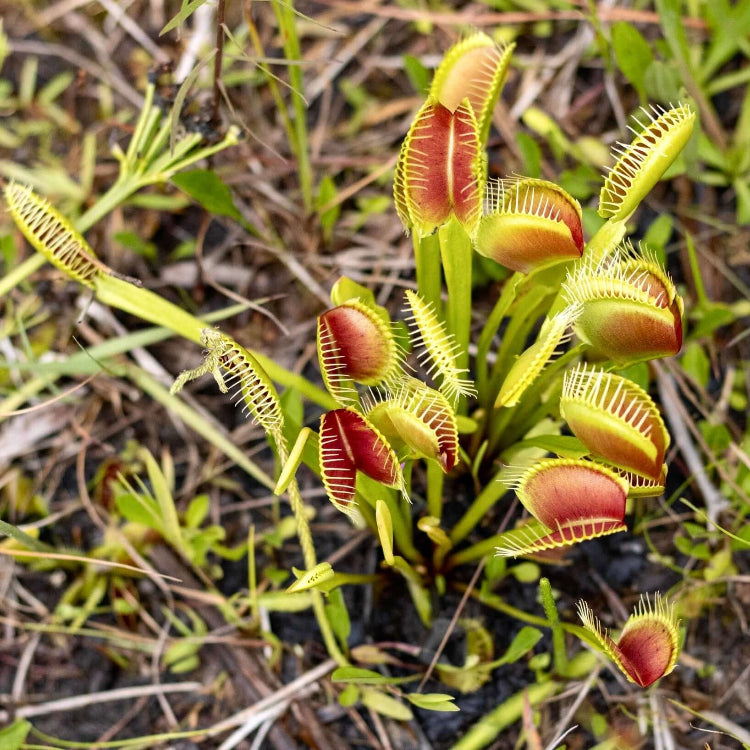 Typical Venus Flytrap Seeds - Flower Plant