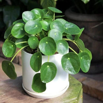 UFO Leaf Plant Seeds