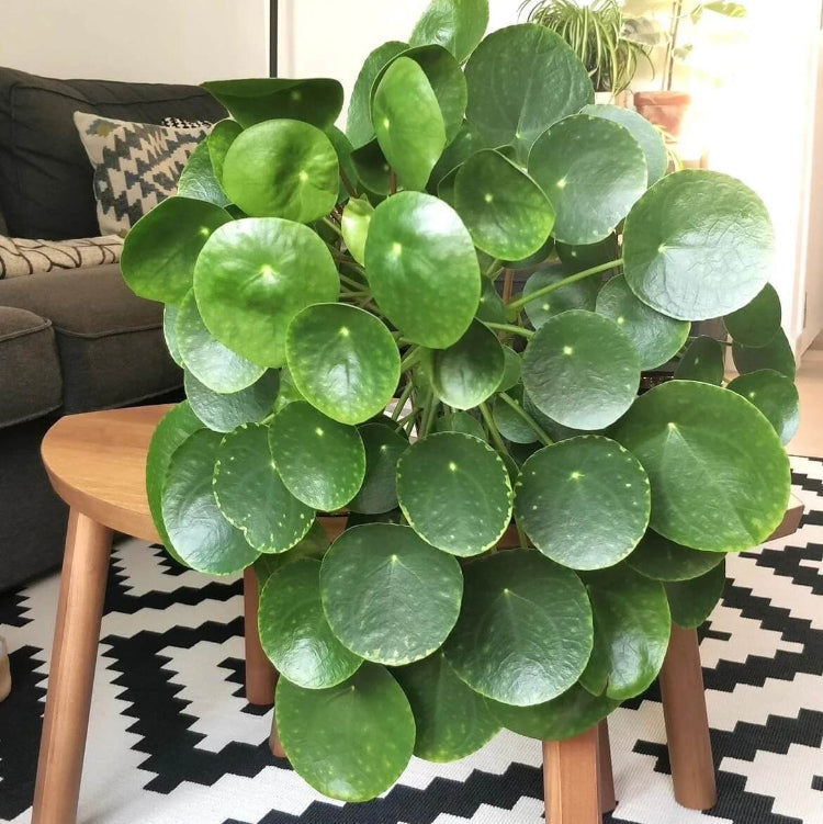 UFO Leaf Plant Seeds