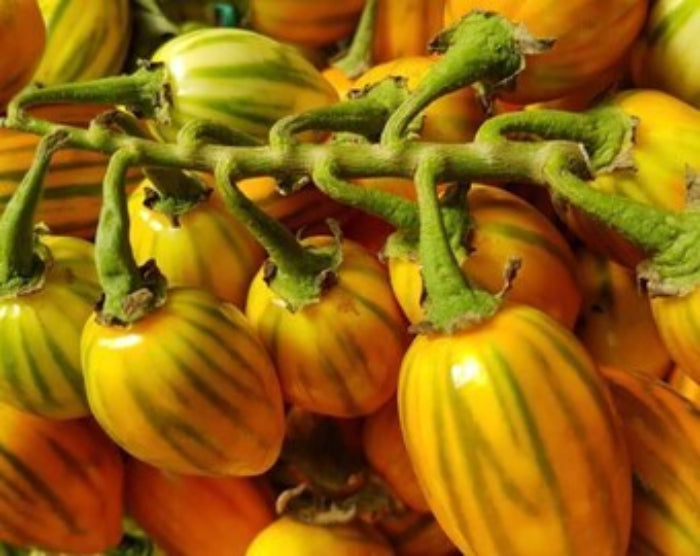 Udumalpet Eggplant Seeds