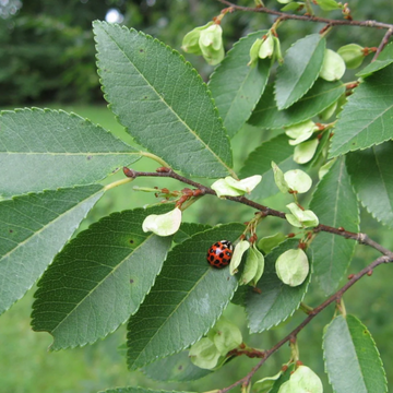 Chinese Elm Seeds – Ulmus Parvifolia
