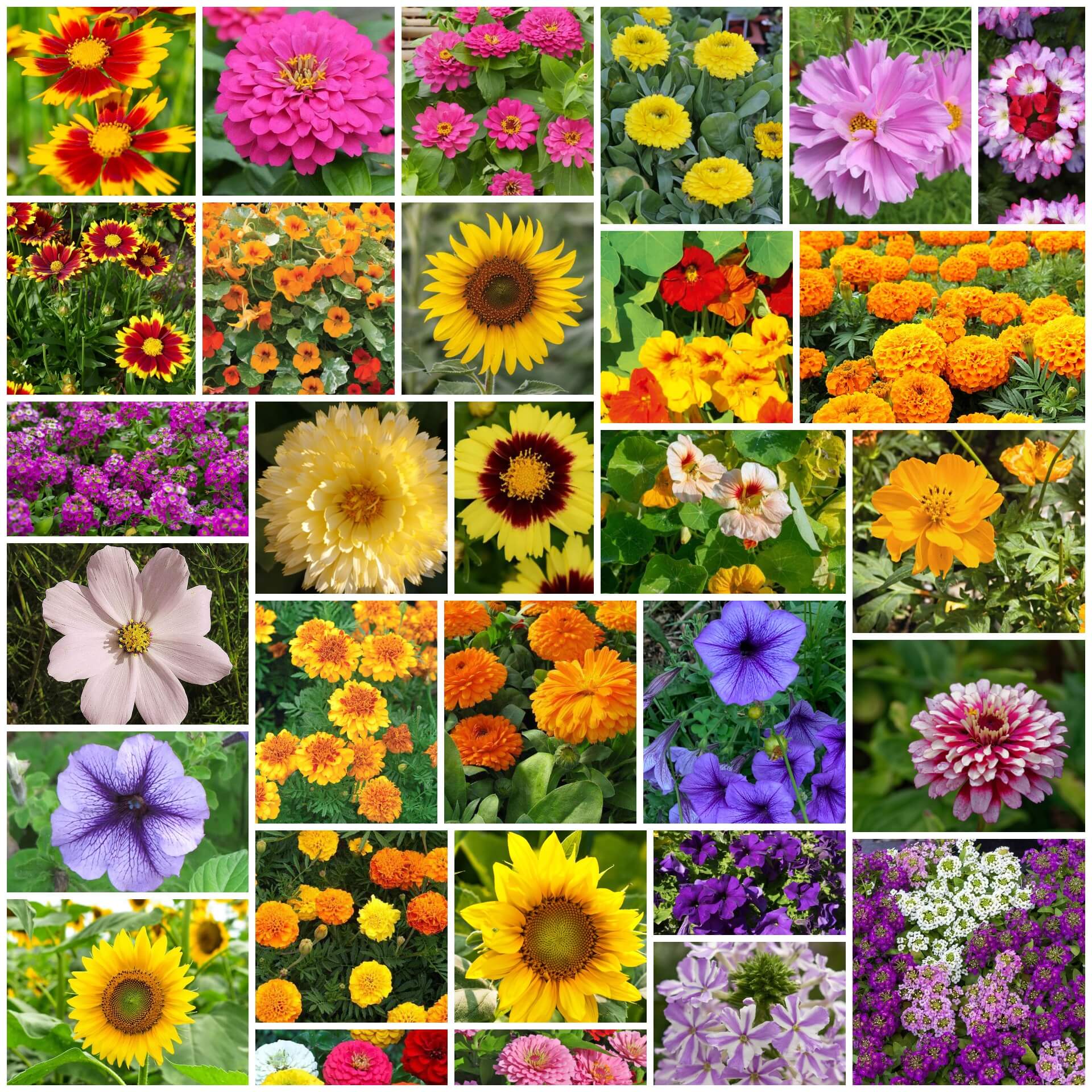Ultimate Bloom Collection Seeds