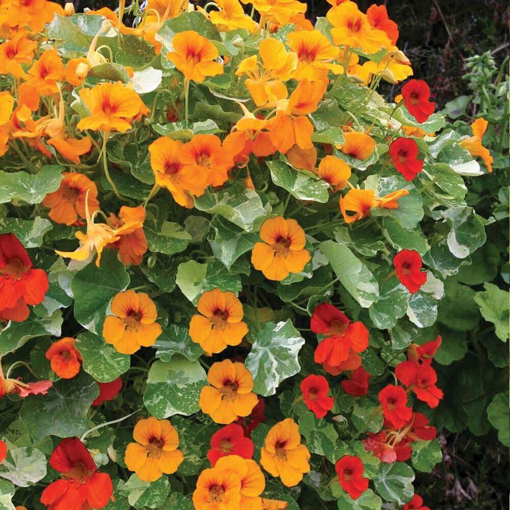 Ultimate Bloom Collection Seeds