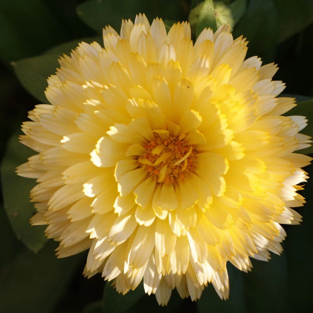 Ultimate Bloom Collection Seeds