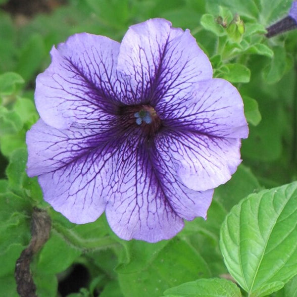 Ultimate Bloom Collection Seeds