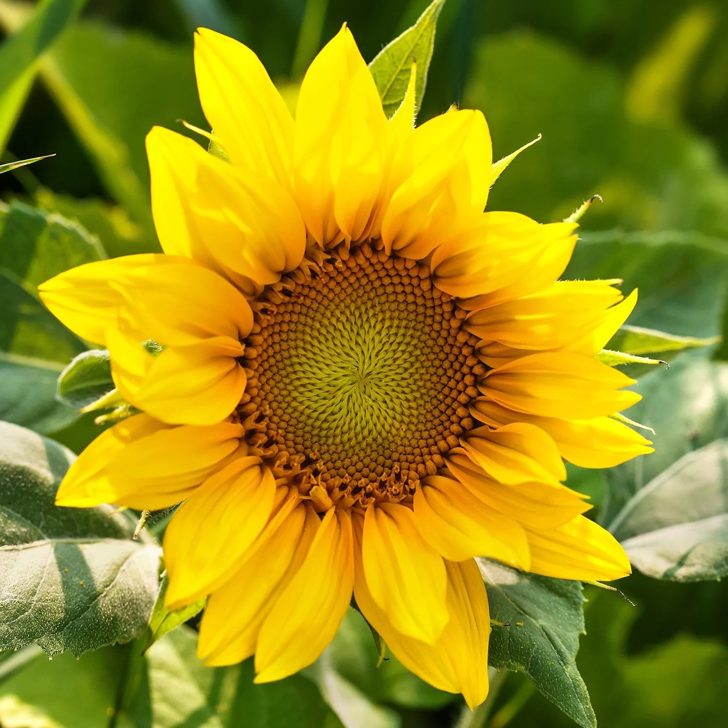 Ultimate Bloom Collection Seeds