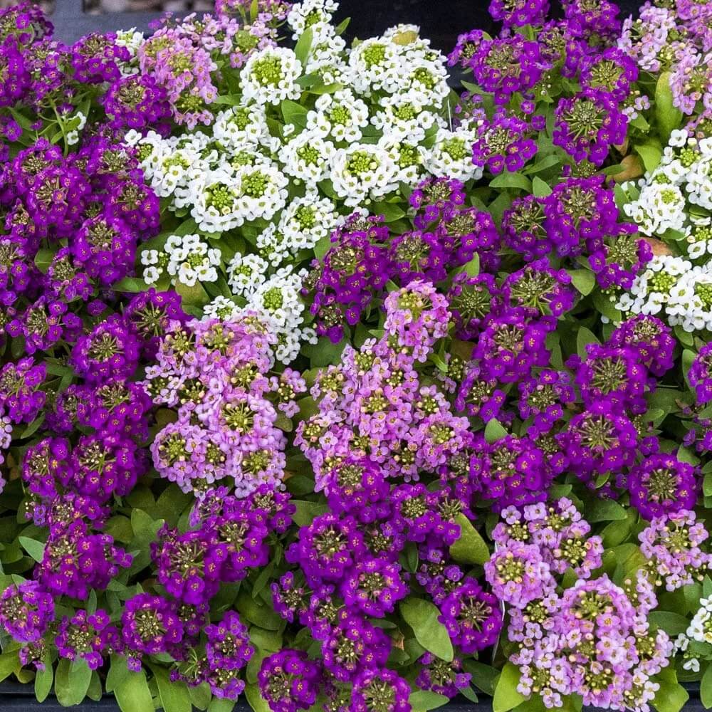 Ultimate Bloom Collection Seeds
