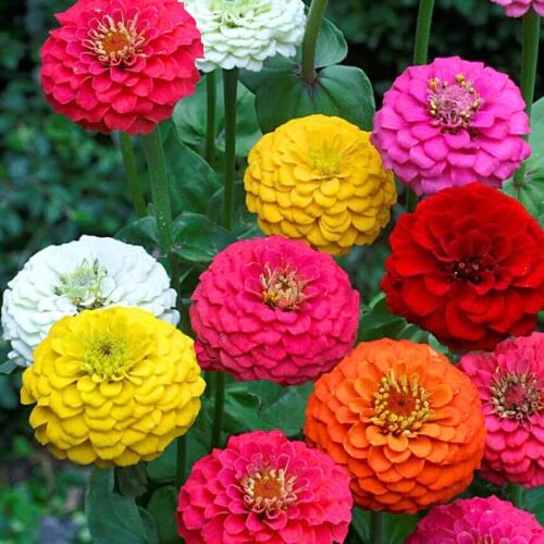 Ultimate Bloom Collection Seeds