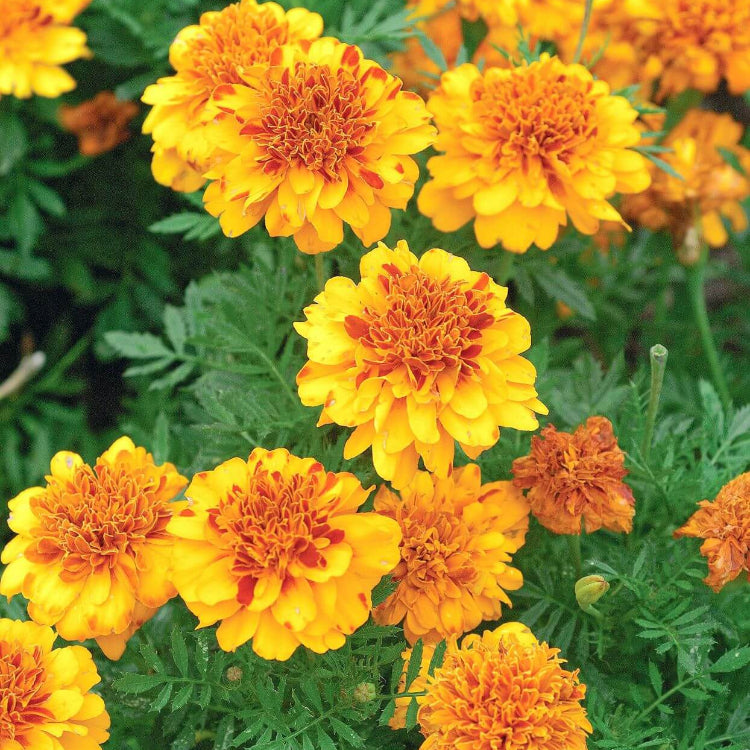 Ultimate Bloom Collection Seeds