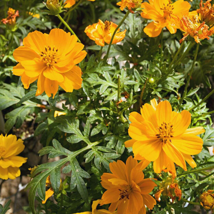 Ultimate Bloom Collection Seeds
