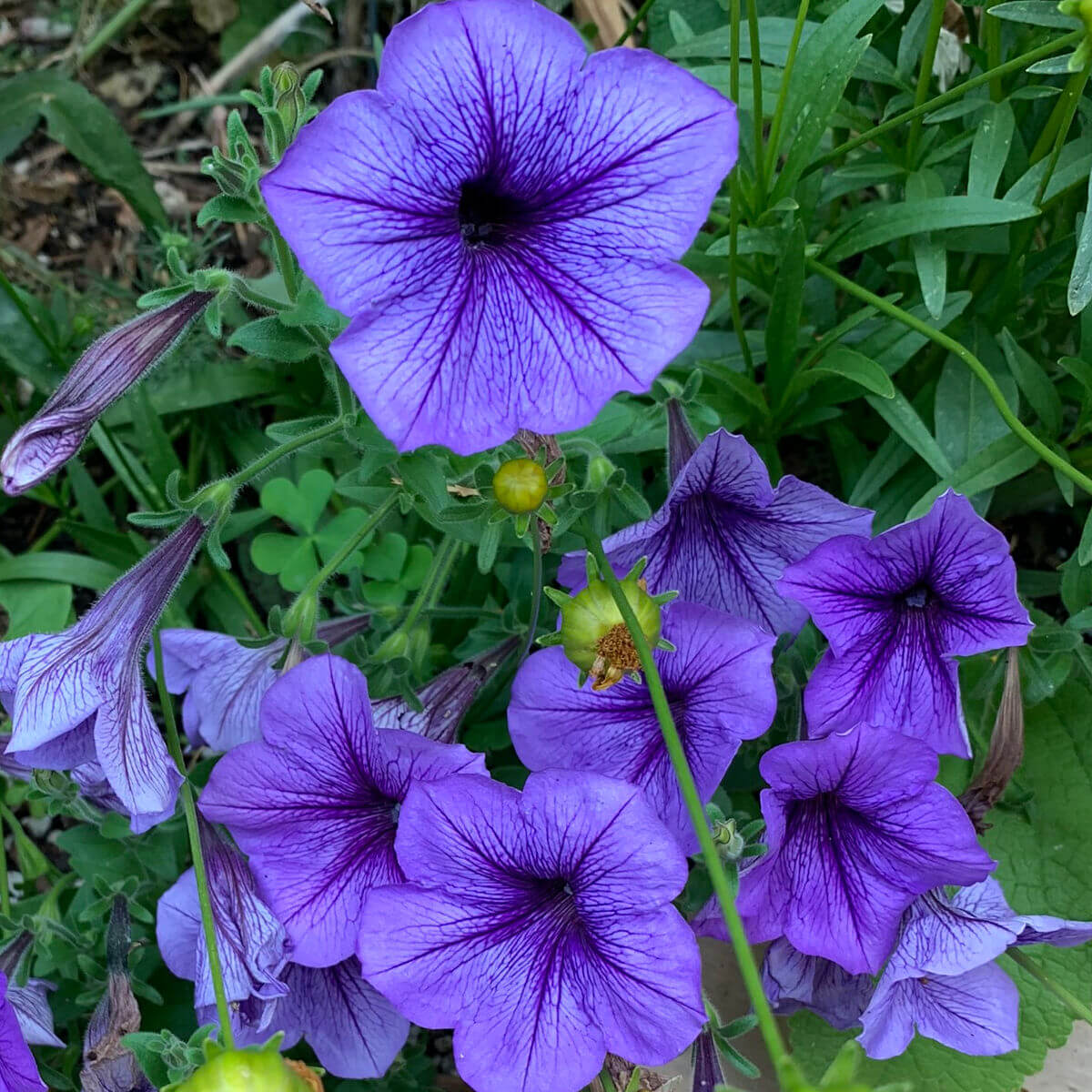 Ultimate Bloom Collection Seeds
