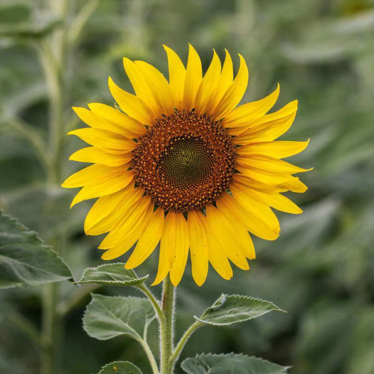 Ultimate Bloom Collection Seeds