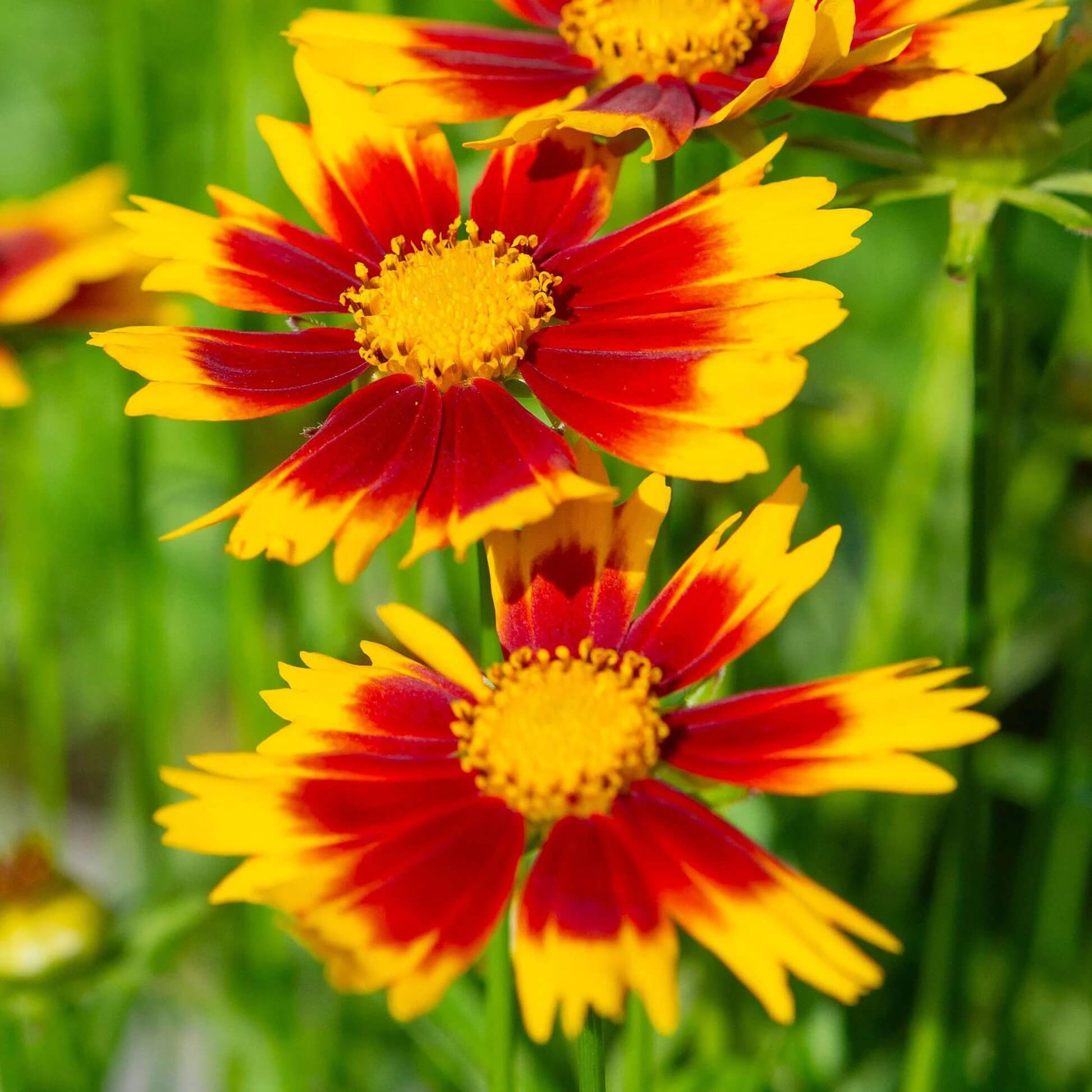 Ultimate Bloom Collection Seeds