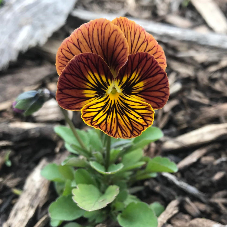 Unique Variegated Tiger Eye Seeds