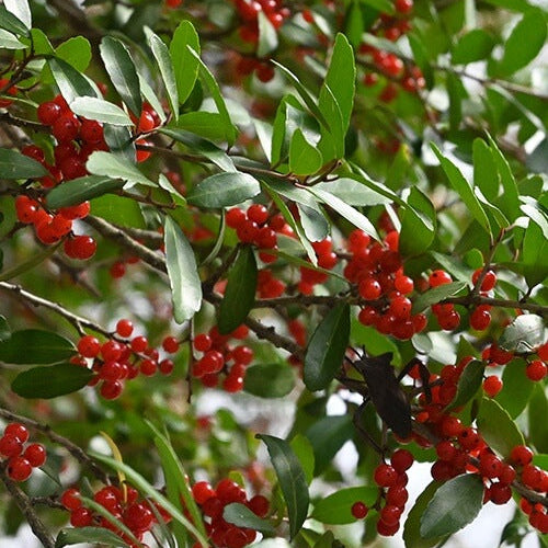 Upright Yaupon Holly Seeds