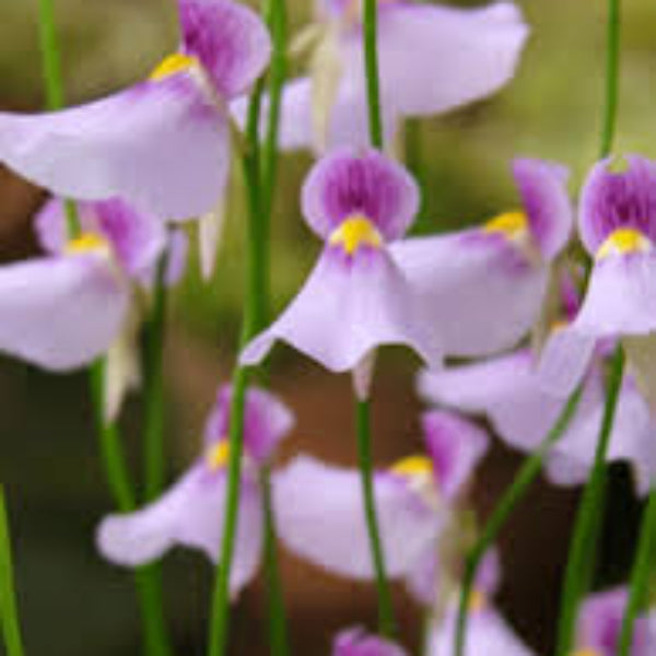 Utricularia Seeds – Violet – Wildflower
