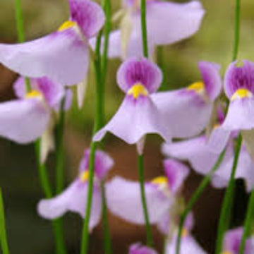 Utricularia Seeds – Violet – Wildflower
