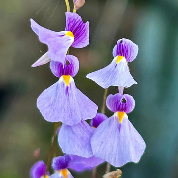 
Utricularia Seeds – Violet – Wildflower
