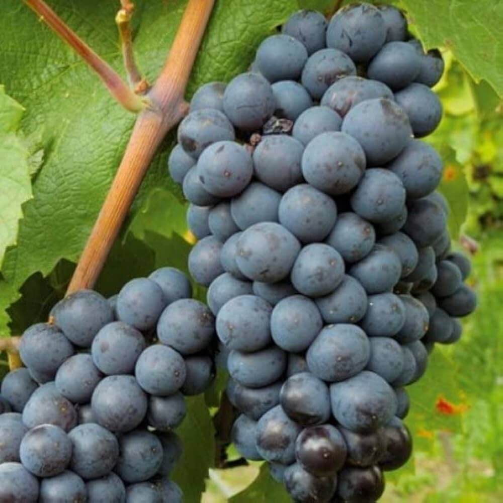 Uva Trepadoras Grape Seeds