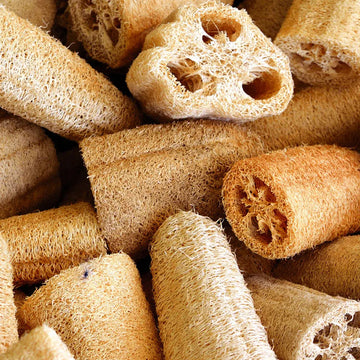 Luffa Seeds – Cream