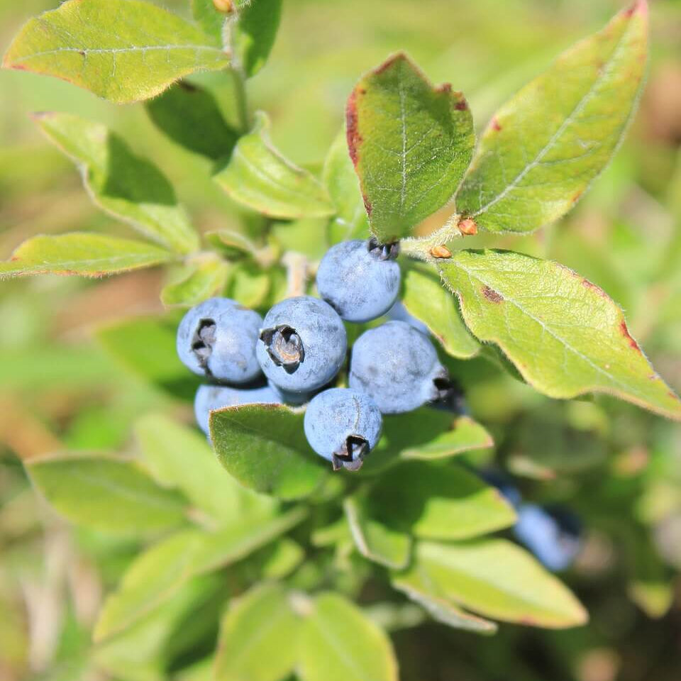 Vaccinium Myrtillus Seeds for Planting