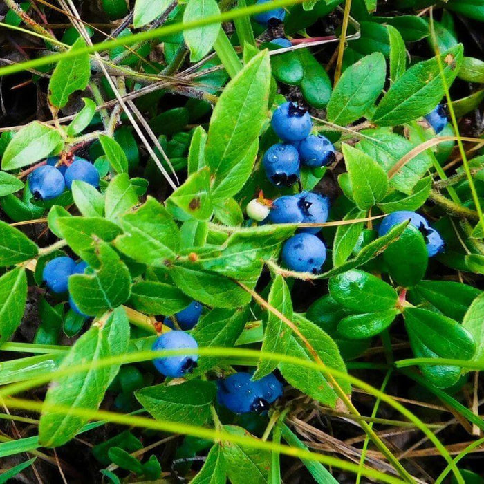Vaccinium Myrtillus Seeds for Planting
