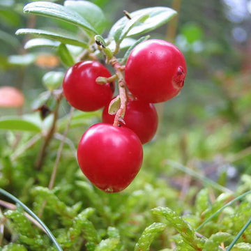 Vaccinium Vitis-idaea Seeds - Fruit Plant