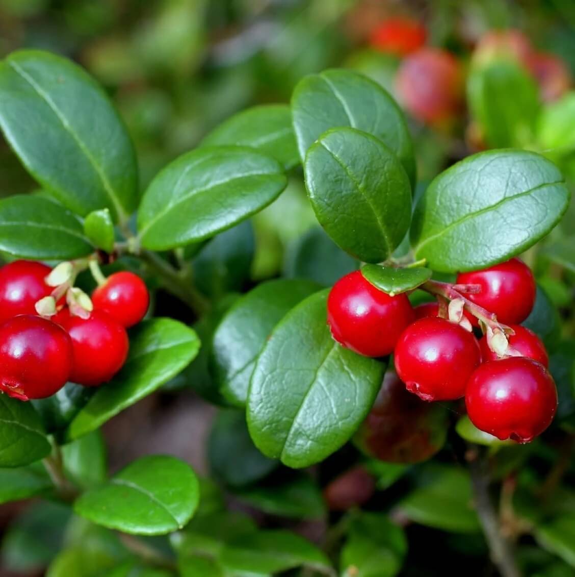 Vaccinium Vitis-idaea Seeds - Fruit Plant