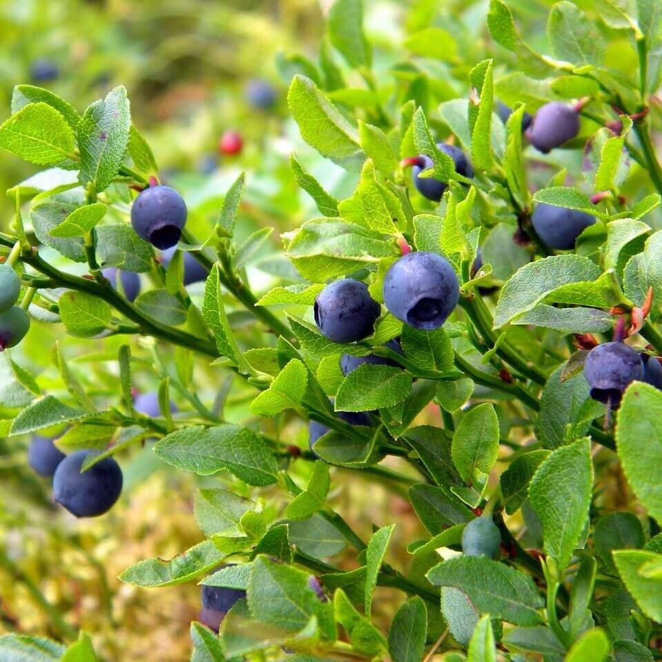 Vaccinium myrtillus Seeds - Fruit Plant