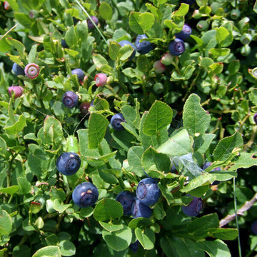 Vaccinium myrtillus Seeds - Fruit Plant