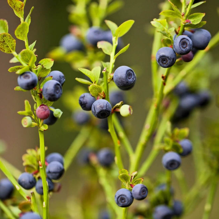 Vaccinium myrtillus Seeds - Fruit Plant