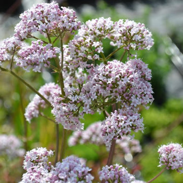Valerian Seeds – Garden Heliotrope