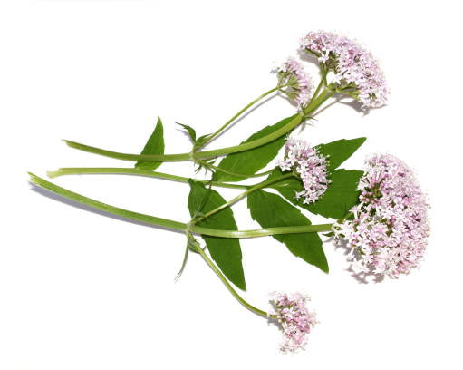Valerian Seeds – Garden Heliotrope