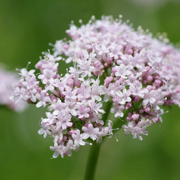 Valerian Seeds – Lubelski