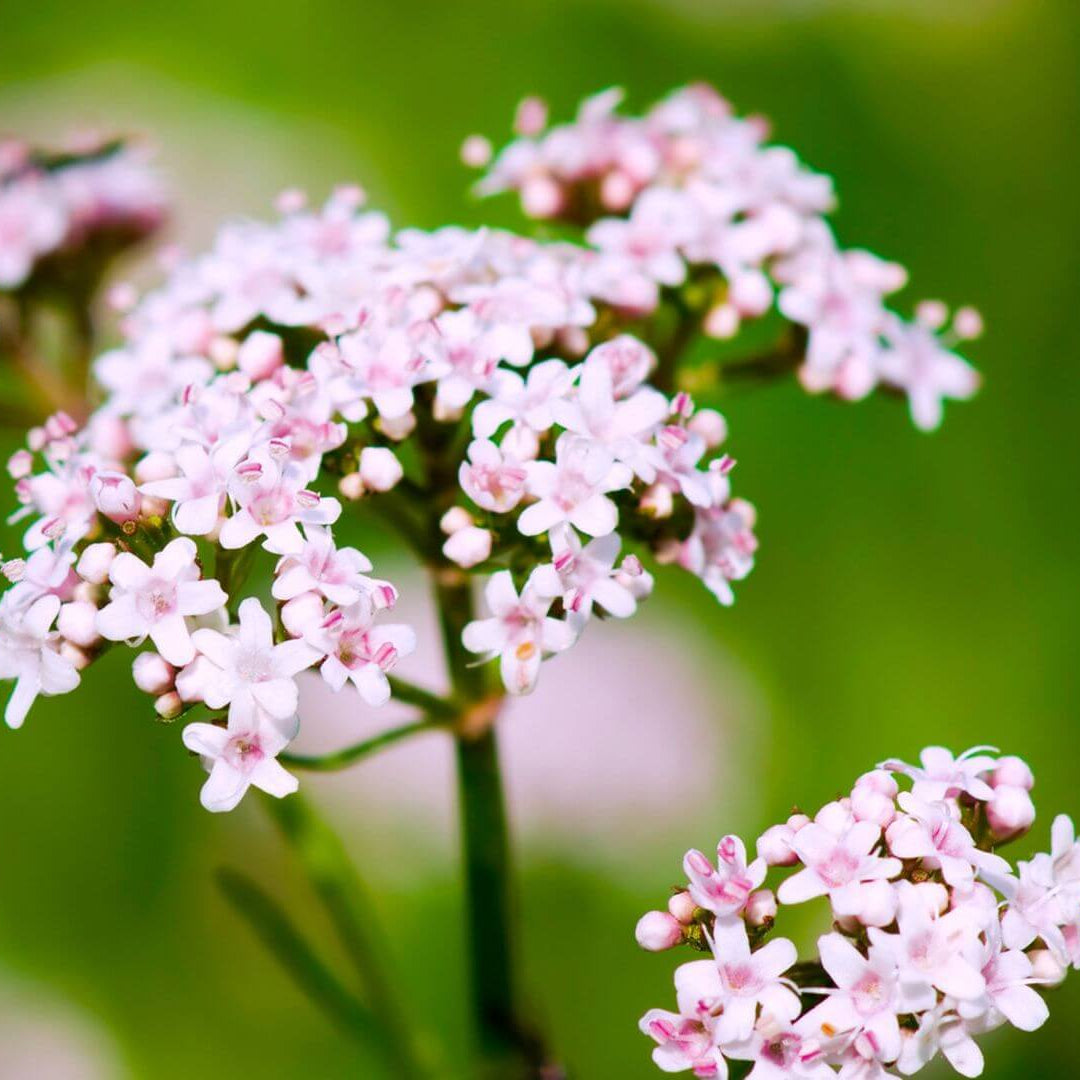 Valerian Seeds – Lubelski