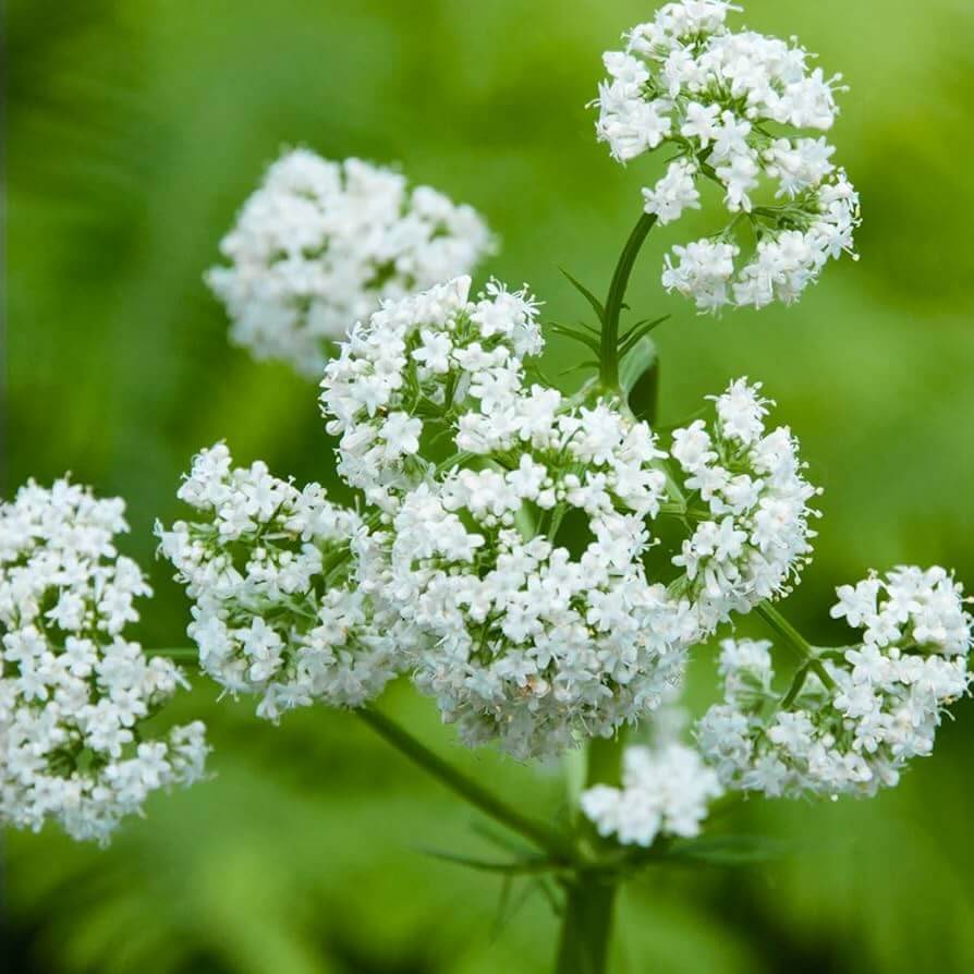 Valerian Seeds – Seasonal Bloomer Heirloom
