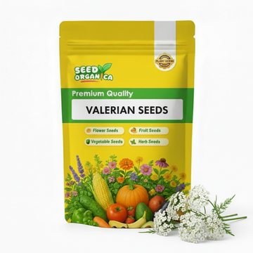 Valerian Seeds