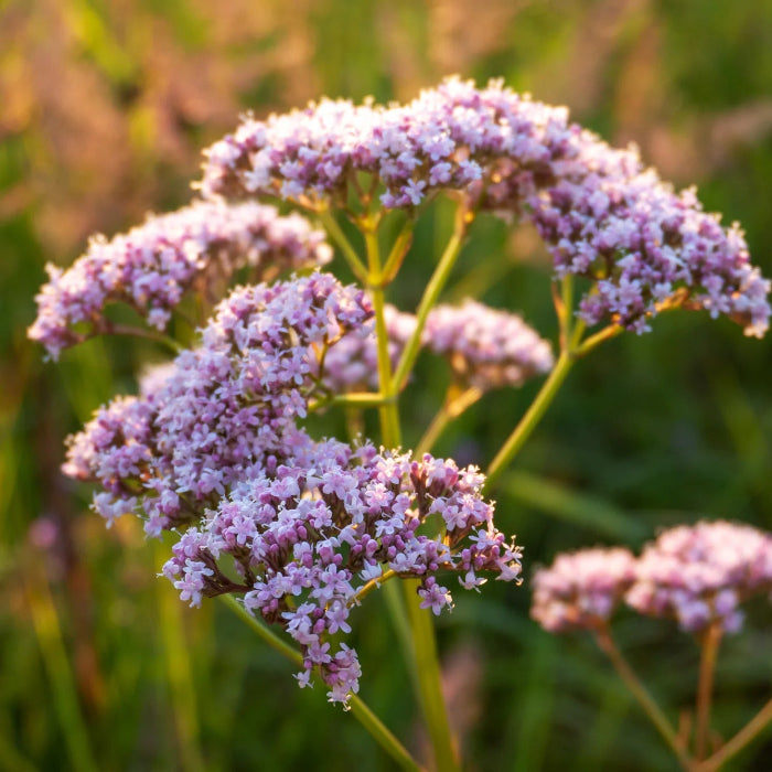 Valerian Seeds – Garden Heliotrope