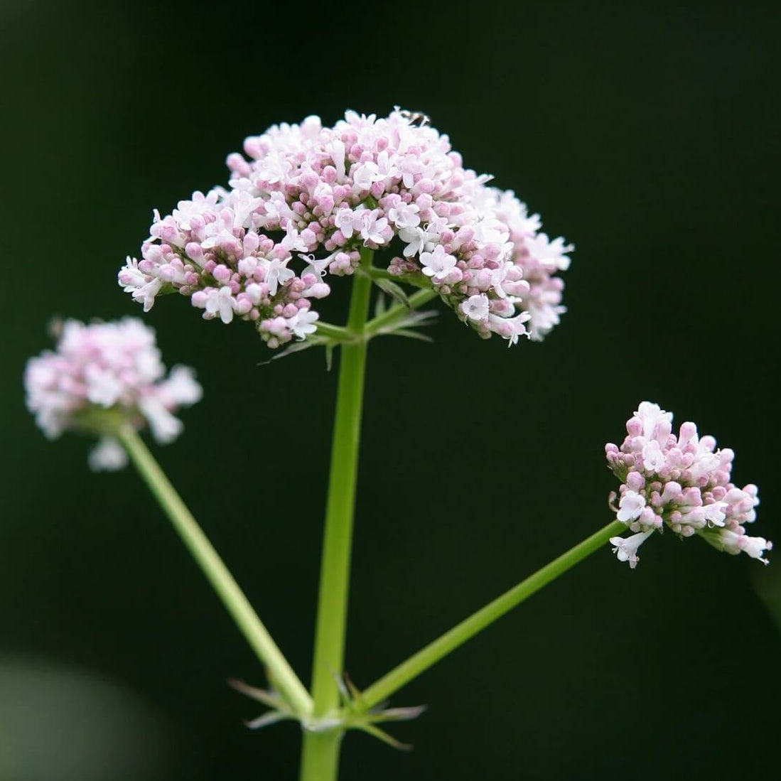Valerian Seeds – Lubelski