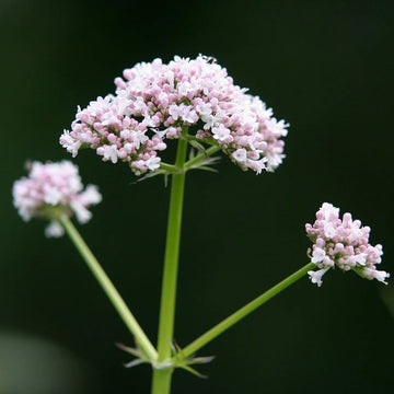 Valerian Seeds – Lubelski