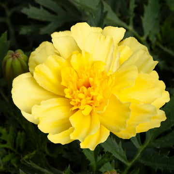 Vanilla Cream Marigold Seeds