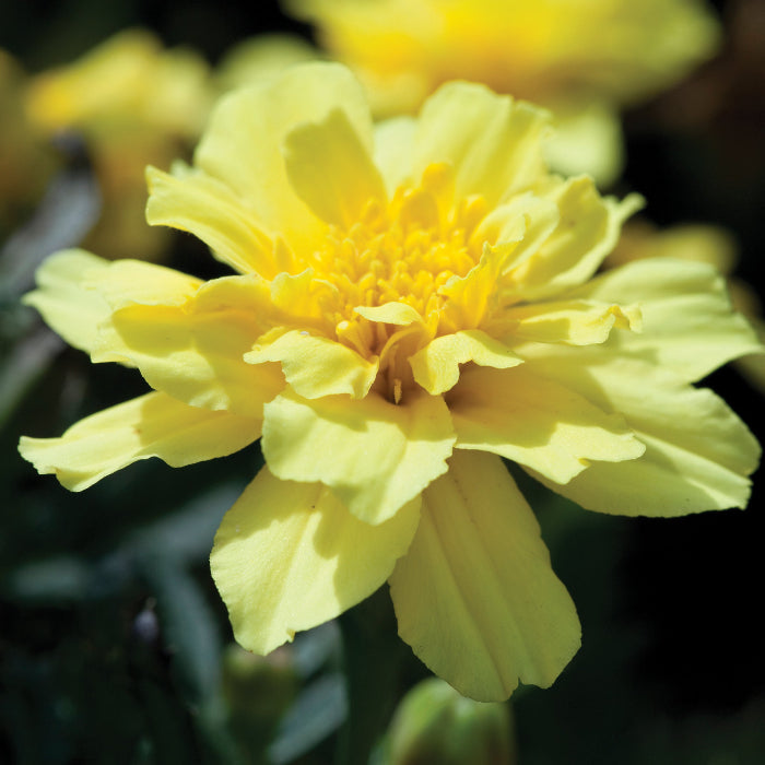Vanilla Cream Marigold Seeds